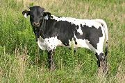Clean Kill - Not So Tidy x Over Kill - 2007 Bull - t_4780