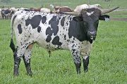 Kill On Demand - Senachoo x Over Kill - 2006 Bull - t_4917