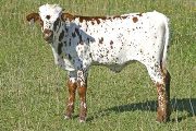 Zip It Up - Zippin Sena Dew x Super Duty - 2007 Heifer - t_5164