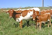 Wacky Karma - I-241622 - t_5287