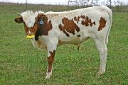 Celestina Calf 2007 - Celestina x Superb - 2007 Bull - t_6478