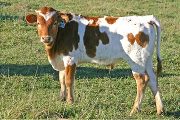 Win Out Calf 2007 - Win Out x Tempter - 2007 Bull - t_6967