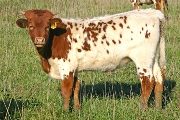 t_6988_s.jpg - Precious Field x The Shadow - 2007 Heifer