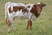 Kill For Fancy - Fancy V x Overkill - 2007 Heifer - t_7448