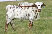 Zip It Up - Zippin Sena Dew x Super Duty - 2007 Heifer - t_7457