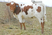 Superb Draft - Draft Dodger x Superb - 2007 Heifer - t_7774
