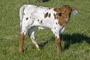 u_0988_s.jpg - Yea! Victory x Mile Marker - 2008 Bull Calf