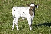 Viola' - Pompous x Victory Lap - 2008 Heifer - u_1018