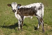 Harmony Calf 2008 - Harmony x Over Kill - 2008 Heifer - u_1019