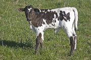 Hot Duty - Hot'ern Raffles x Super Duty - 2008 Heifer - u_1022