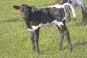 Rosetta - Aurora x Unlimited - 2008 Heifer - u_1202