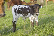 Bonus Blade - Precious Blade x Over Kill - 2008 Bull - u_1214