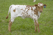 Extra Duty - Gleaming Field x Super Duty - 2008 Heifer - u_1299