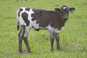 Killer Rose - Senators Rose x Over Kill - 2008 Heifer - u_1328