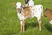 Home Run - Power Outage x Shy Streaker - 2008 Heifer - u_1547