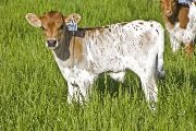 More Miles Calf 2008 - More Miles x Killian - 2008 Bull - u_1560
