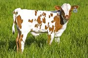 Win City Calf 2008 - Win City x Tempter - 2008 Bull Calf - u_1563