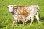 Joe The Plumber - Shot of Victory x Victory Lap - 2008 Bull - u_1565