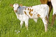Fugueizm Calf 2008 - Fugueizm x Tycoon - 2008 Heifer - u_1587