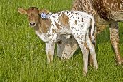 Rani - Jade x Killian - 2008 Heifer - u_1589