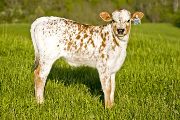 Anchor Leg - Unanchored x Victory Lap - 2008 Heifer - u_1604