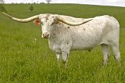Blinker - Unblinking x Winchester - 2003 Steer - u_1839