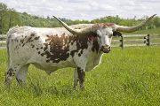 u_1848_s.jpg - Melo Win x Mile Marker - 2004 Steer