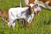 Sweetie Calf 2008 - Sweetie x Tempter - 2008 Heifer - u_1856_calf