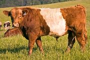 u_1905_s.jpg - Smoke'N Vallarta x Yard of Fun - 2007 Bull