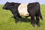 u_1925_s.jpg - Kochina Line x Yard of Fun - 2007 Bull