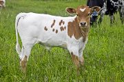 Mighty Win - Super Do x Win Win - 2008 Heifer - u_1968