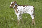 Super Blade Calf 2008 - Super Blade x Victory Lap - 2008 Bull - u_2003