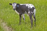 Noodle Tycoon - Boloof x Tycoon - 2008 Bull - u_2082
