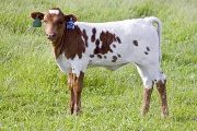 Precious Power - Precious Win x Super Duty - 2008 Heifer - u_2116
