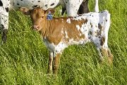 Shy Hitter - Savvy Hitter x Shy Streaker - 2008 Heifer - u_2128