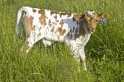 Bowl of Roses Calf 2008 - Bowl of Roses x Over Kill - 2008 Bull - u_2135