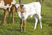 Sweetie Calf 2008 - Sweetie x Tempter - 2008 Heifer - u_2139