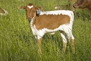 Abra Orator - Abra Cadabra x Superb - 2008 Heifer - u_2147