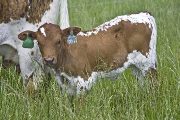 Steady Temp - Obviously Fultz x Tempter - 2008 Heifer - u_2194