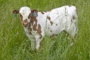 The Gambler - Lottery x Tempter - 2008 Bull - u_2316