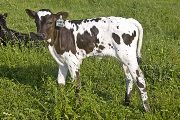 Blue Moves - Adrenalina x Victory Lap - 2008 Heifer - u_2341