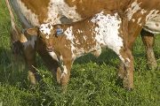 Hickory Temp - High Hickory x Tempter - 2008 Heifer - u_2345