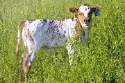 Super Blade Calf 2008 - Super Blade x Victory Lap - 2008 Bull - u_2358