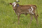 Sarina Calf 2008 - Sarina x Tempter - 2008 Heifer - u_2768