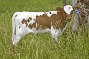 Tem Frolic - Gonna Frolic x Tempter - 2008 Heifer - u_2777