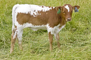 Tempter Friendly - Feathered Friend x Tempter - 2008 Heifer - u_2837