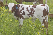 Win City Calf 2008 - Win City x Tempter - 2008 Bull Calf - u_2893