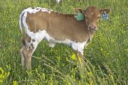 Fancy Free - Sadie Sam x Tempter - 2008 Heifer - u_3082