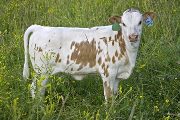 Staircase - Dance Contest x Tycoon - 2008 Heifer - u_3090