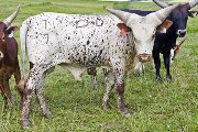 Pretoria - Pretoria sired by Woody - u_3413